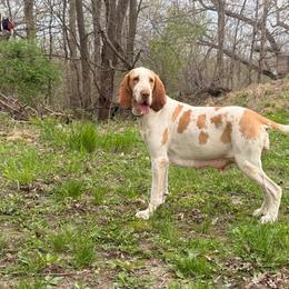 Franki - Bracco Italiano