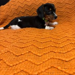 Green collar, male - Piebald male Dachshund puppy in Brevard, North Carolina from Morgan’s Dachshund’s & Aussies
