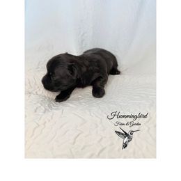 Yorkshire Terrier Puppies from Hummingbird Farm & Gardens