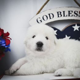 Border Collie, Bordoodle, and Maremma Sheepdog Puppies from 2J 2K Border Collies