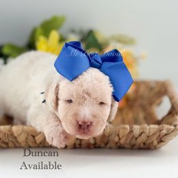 Duncan - Cream male Labradoodle puppy in Taylor, Michigan from Mi Best Doodle Ever, LLC
