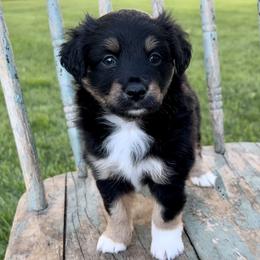 Toy Australian Shepherd Puppies from Kickapoo Creek Toy Aussies