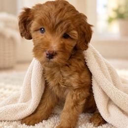Sparkle - Red Collar - Apricot female Goldendoodle puppy in Huntsville, Alabama from Falcon Ridge Doodles