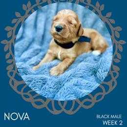 Goldendoodle Puppies from Locust Hill Goldendoodles