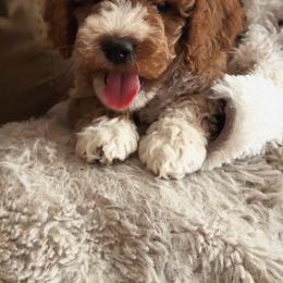 Grizz - Red  male Goldendoodle puppy in Sacramento, California from Little legacy doodles