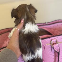 Morkie Puppies from Pink Purse Designer Breeds
