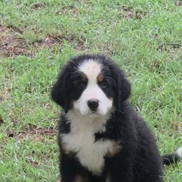 Boy 2 - male Bernese Mountain Dog puppy in Gaffney, South Carolina from Circle D Farms