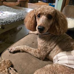 Noah - Poodle