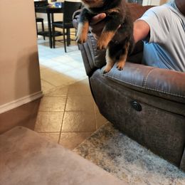 Boy 2 - Black and mahogany Rottweiler puppy in Houston, Texas from Wards Pups