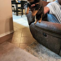 Boy 2 - Black and mahogany Rottweiler puppy in Houston, Texas from Wards Pups