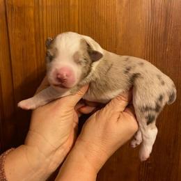 Harvest - Red merle male Miniature Australian Shepherd puppy in Marysville, Washington from Garay Mini Aussies