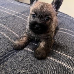 Cairn Terrier Puppies from Shining Waters Farm