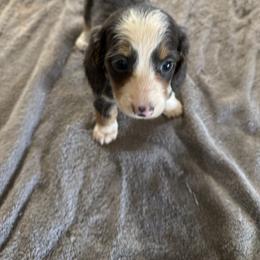 Girl 1 - Blue and tan female Dachshund puppy in Mount Pleasant, Texas from Swaffords Dachshund Kingdom