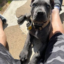 Cane Corso Puppies from Venom Cane Corsos