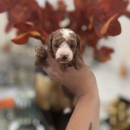 Enzo - Red  male Poodle puppy in Miami, Florida from Poodles 4 Life