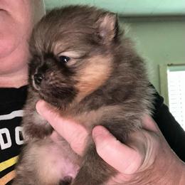 Sharon - Orange sable female Pomeranian puppy in Zavalla, Texas from Precious Puff Poms
