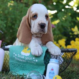 Salmon - Red and white male Basset Hound puppy in Pollock, Missouri from Northstar