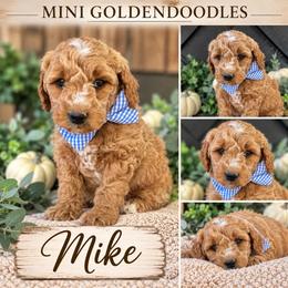 Mike - Red  male Goldendoodle puppy in St Anthony, Idaho from Diamond H Puppies