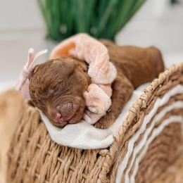 Selene - Red  female Goldendoodle puppy in Iola, Texas from Supreme Doodles of Texas
