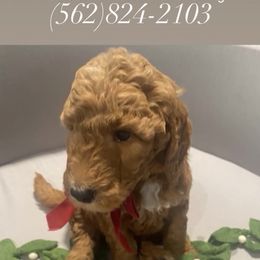Tinsel - lime collar - Apricot male Goldendoodle puppy in Brea, California from Dhalia’s Doodles