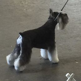 Liesl - Miniature Schnauzer