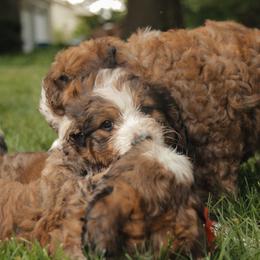 Bernedoodle Puppies from Bernedoodles of the Ozarks