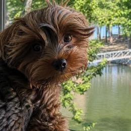 Poodles, Yorkipoos, and Yorkshire Terriers from Winchester's Magic Yorkipoos & Poodles