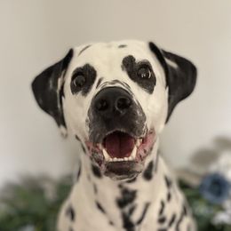 Putter - Dalmatian