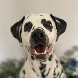 Putter - Dalmatian