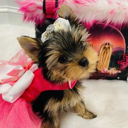 Yorkshire Terrier Puppies from Green Mountain Designer Yorkies