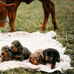 Dachshund Puppies from Foster’s Dachshunds
