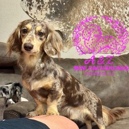 Maverick - Dachshund