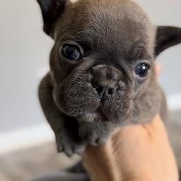 Blue boy (Red Collar)(Dottie x Nemesis) - Blue male French Bulldog puppy in Gulf Breeze, Florida from SW Frenchies