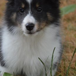Shetland Sheepdog Puppies from Sunny Shelties