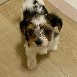 Girl 2 - Charting to be about 5lbs - Black tan and white female Biewer Terrier puppy in Litchfield Park, Arizona from Phoenix Golden Retriever & Biewer Terriers