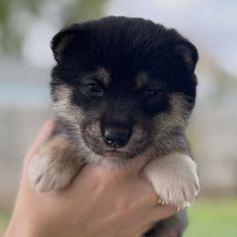 Bernadette (Bernie) - Black and tan female Shiba Inu puppy in Racine, Wisconsin from Belle City Shibas