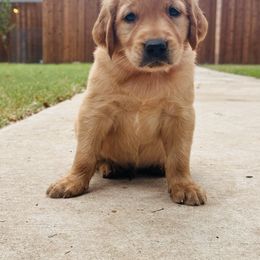 Adam - Dark golden male Golden Retriever puppy in Celina, Texas from Red-Dawn