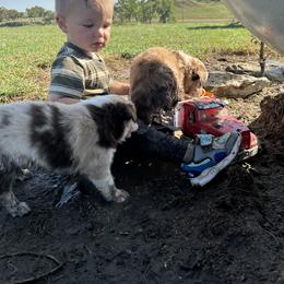 Australian Shepherd Puppies from South Dakota Creekside Australian Shepherds