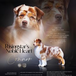 Connor - Australian Shepherd