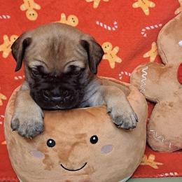 Bo - Red fawn male Bullmastiff puppy in South Attleboro, Massachusetts from Bessettes Bullies