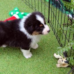 Australian Shepherd Puppies from Briarbrook Australian Shepherds