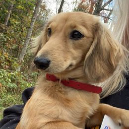 Mango - Dachshund