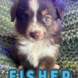 Fisher - Red tri male Toy Australian Shepherd puppy in Union Grove, North Carolina from Grove Farm
