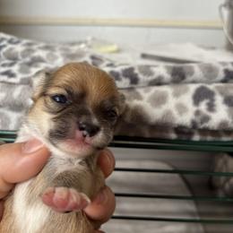 Jim - Black sabled fawn male Chihuahua puppy in Westport, New York from Chantilly chihuahuas