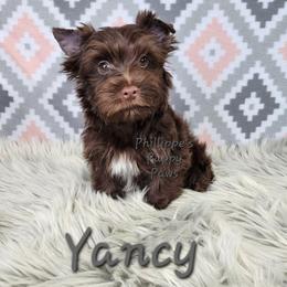Yancy - Liver male Yorkshire Terrier puppy in Adair, Oklahoma from Phillippe's Puppy Paws