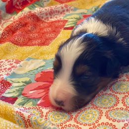 Australian Shepherd Puppies from Sweets' Cattle Co and Australian Shepherds