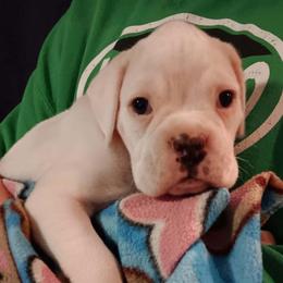 Moto - White male Boxer puppy in Elyria, Ohio from Just-A-Wyn Boxers
