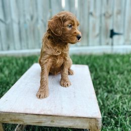 Goldendoodle Puppies from Sweet T Doodles