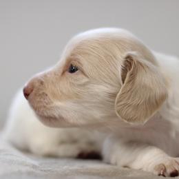 Quincey - Piebald male Dachshund puppy in Alto, Texas from Prima Dachshunds