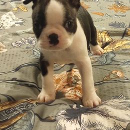 Boston Terrier Puppies from Lotus Life Puppies